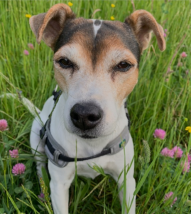 Schamanische Energiearbeit auch für Tiere Schamanische Energiearbeit für Tiere