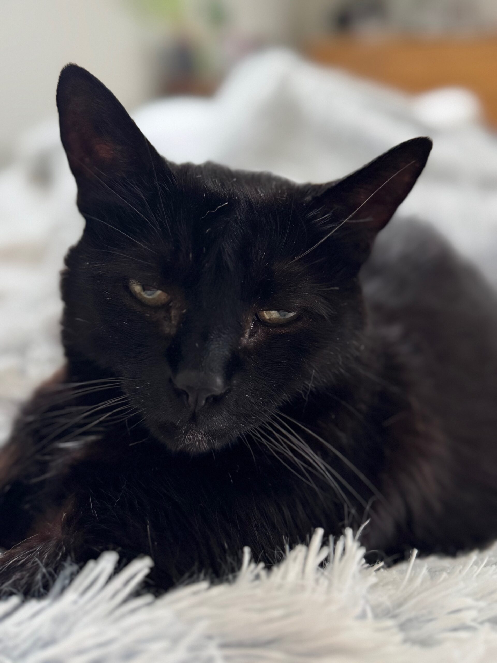 Tierkommunikation bei KIWI - die schwarze Katze zeigt sich ruhig und entspannt auf dem Bild.